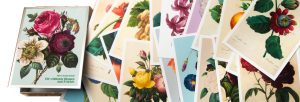 CardBox 02 - Pierre-Joseph Redouté: Die schönsten Blumen und Früchte ...